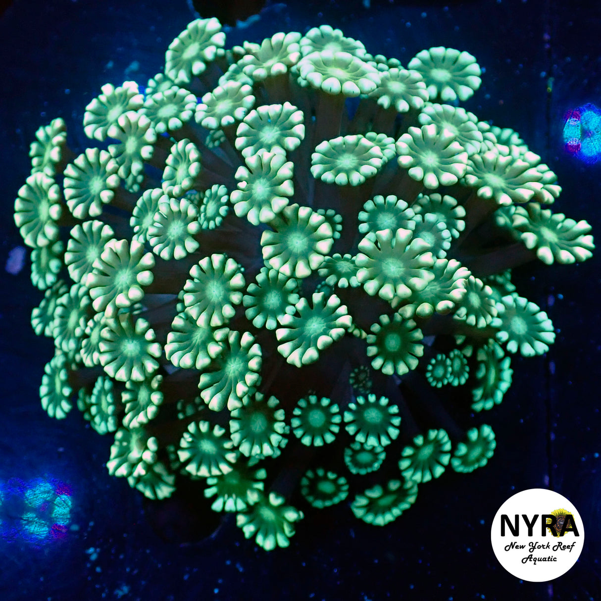 WYSIWYG NYRA Minty Fresh Alveopora Colony