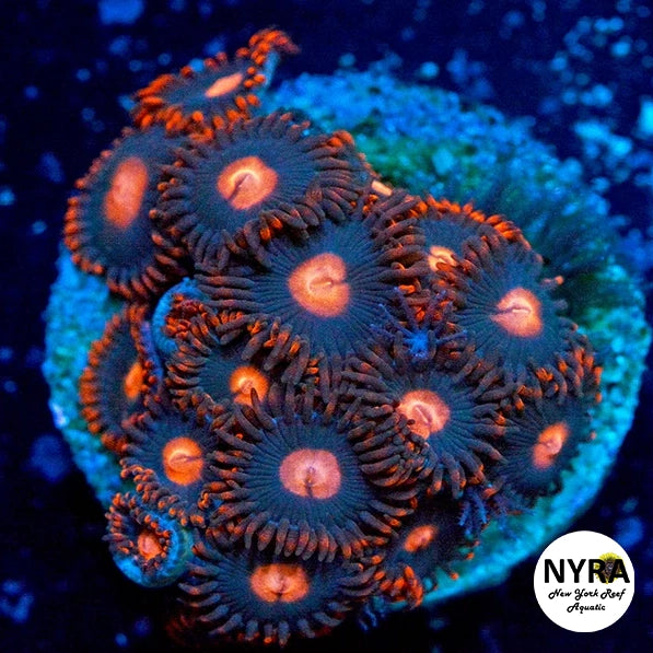 My Clementine Zoanthids
