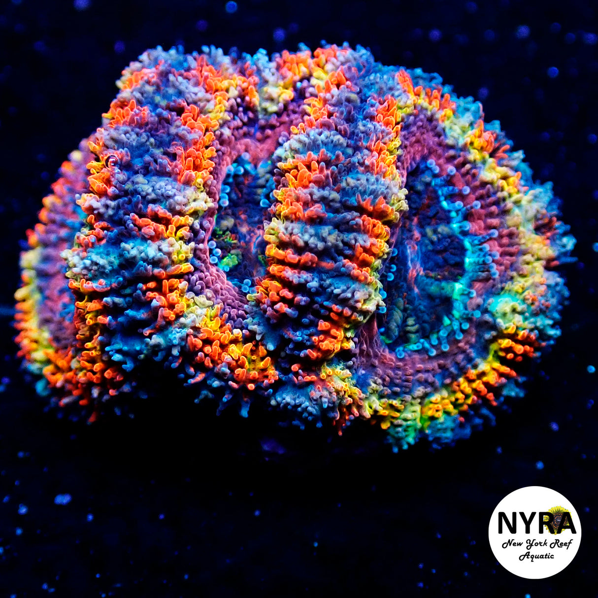 NYRA Afterparty Acan 3 heads