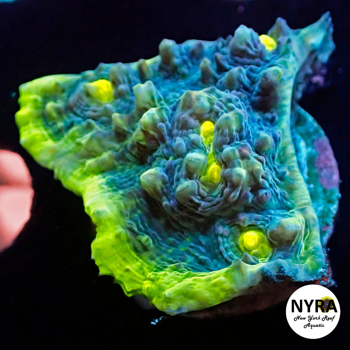 NYRA Aviator Extreme Chalice