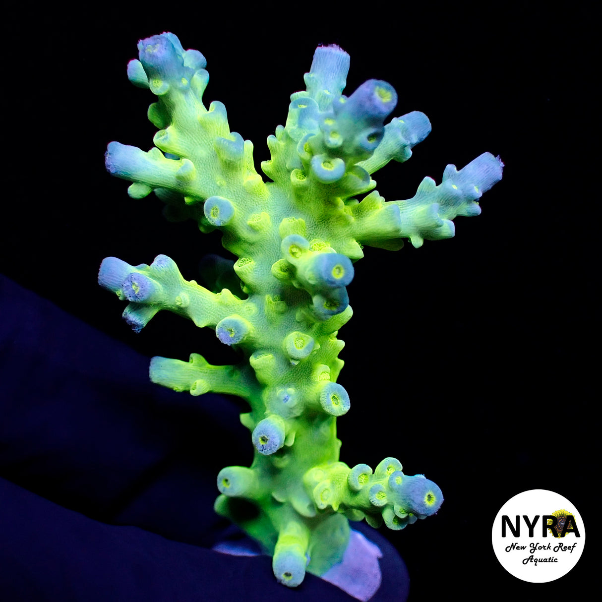 NYRA Abyss Acropora L Size ~2in
