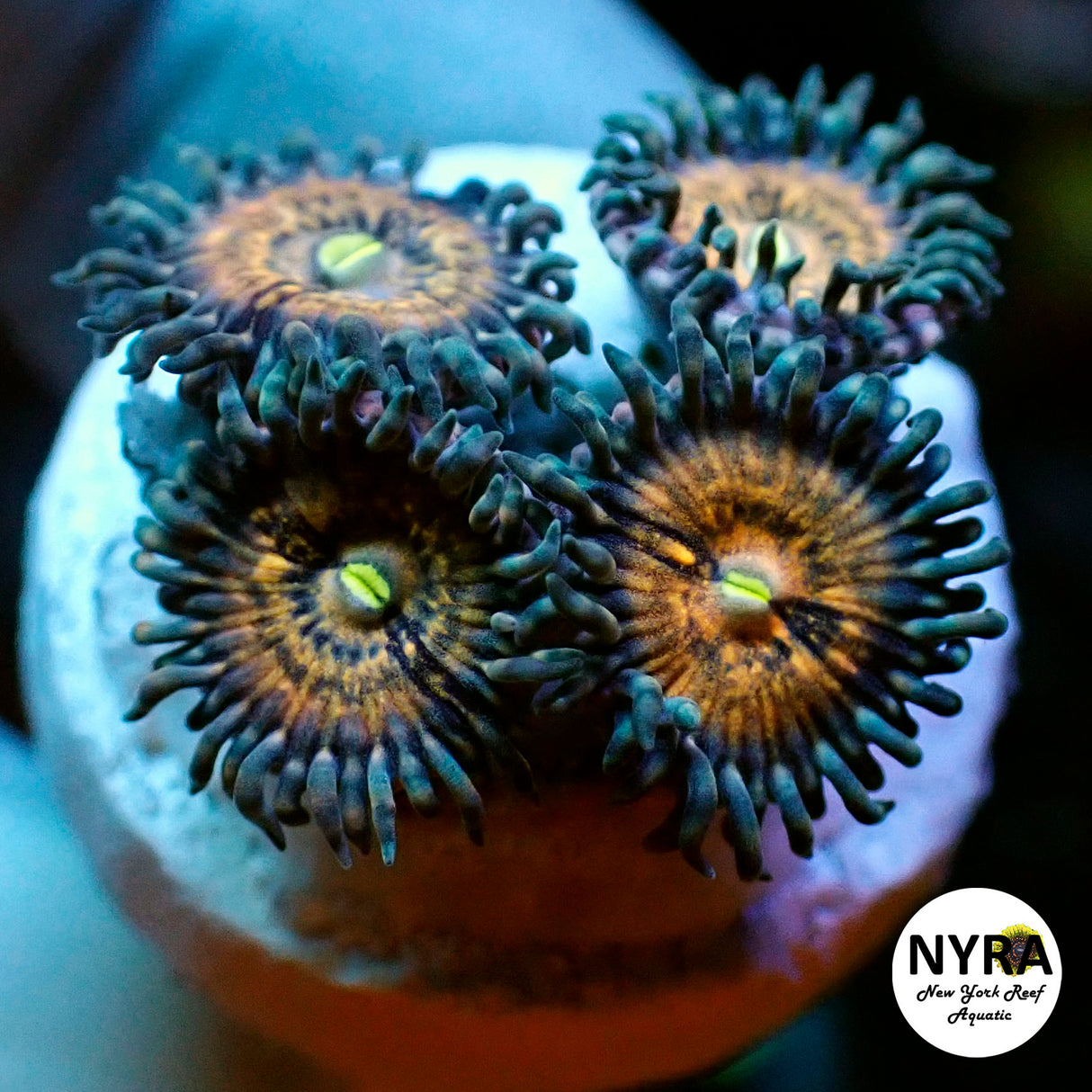 NYRA Anaconda Zoanthid