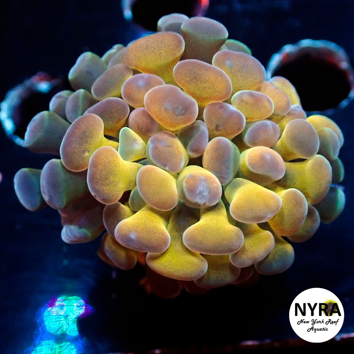 NYRA Ancient Gold Hammer