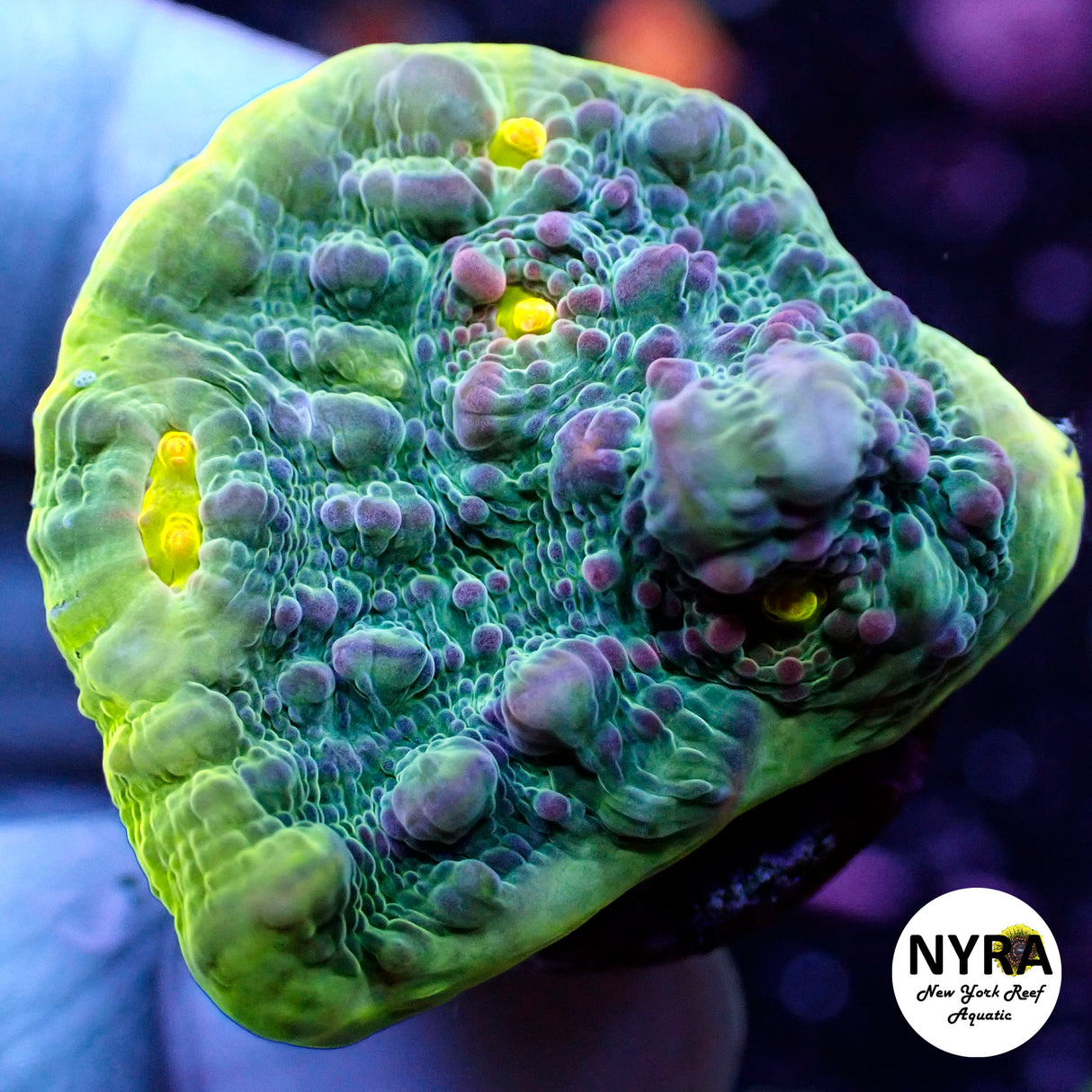 NYRA Asteroid Chalice