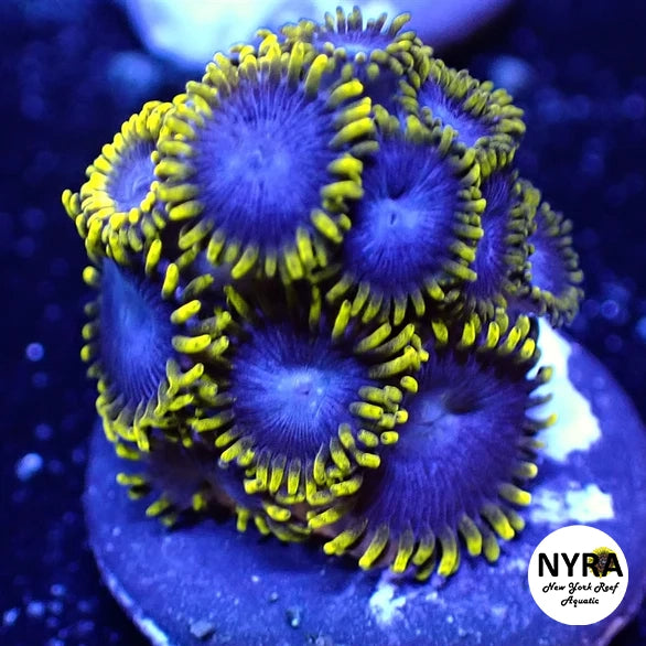 NYRA Avatarbeast Zoanthid