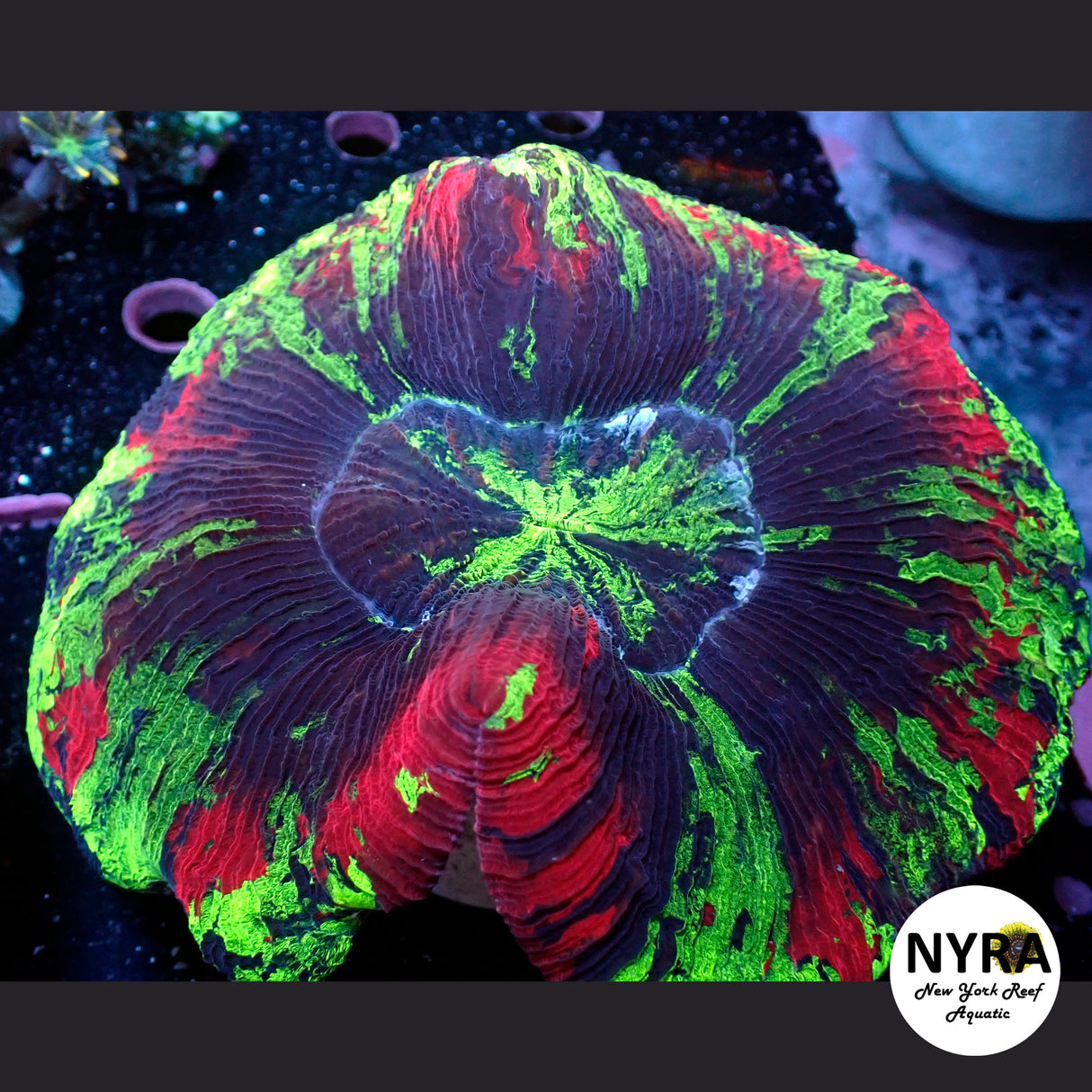 NYRA Avengers Trachy