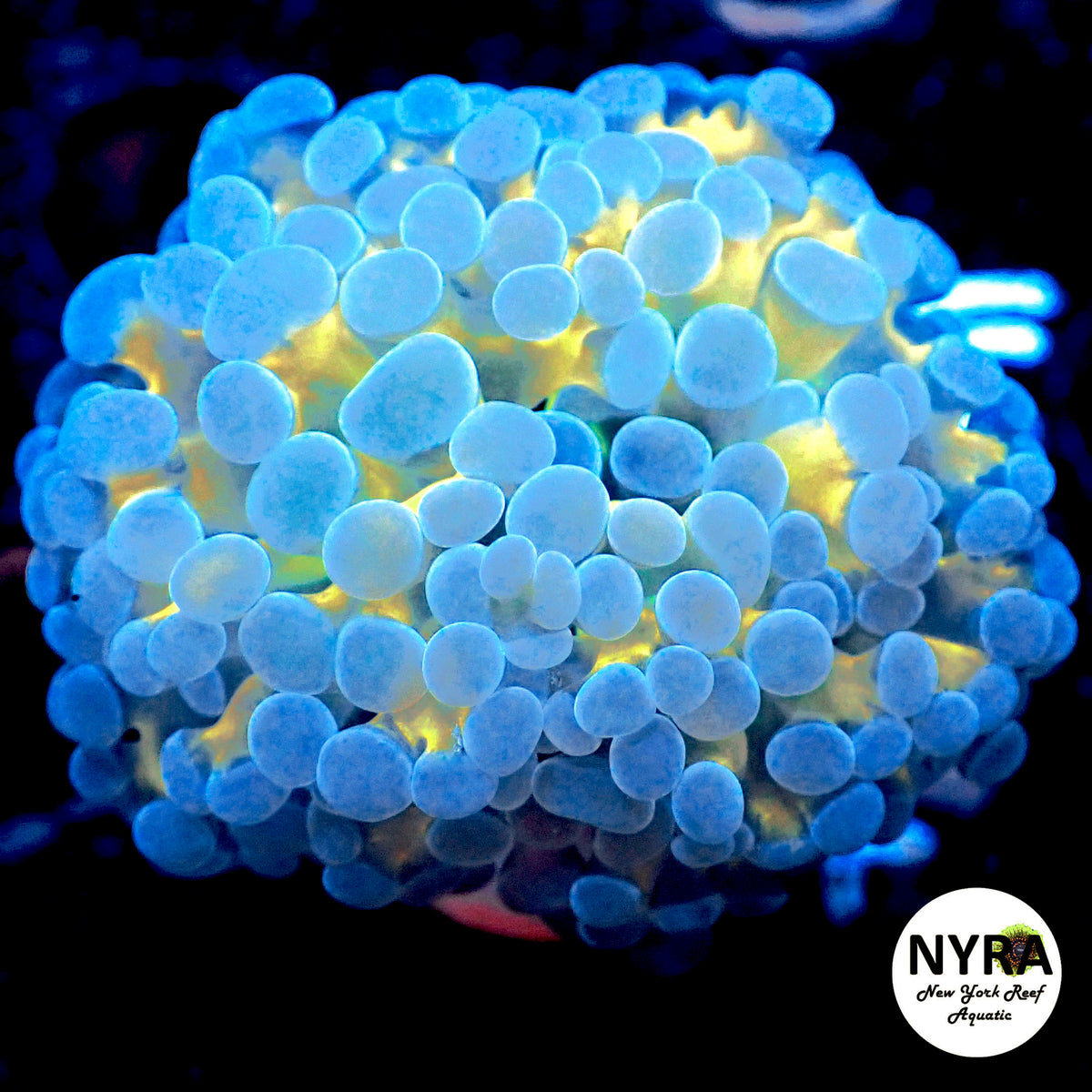 NYRA Awakening Hammer
