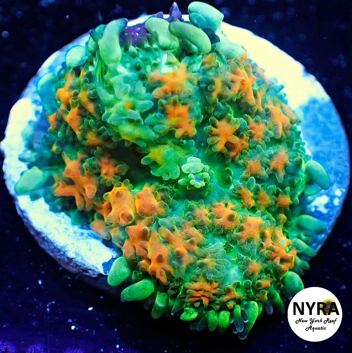 NYRA Bustamove Bounce Mushroom