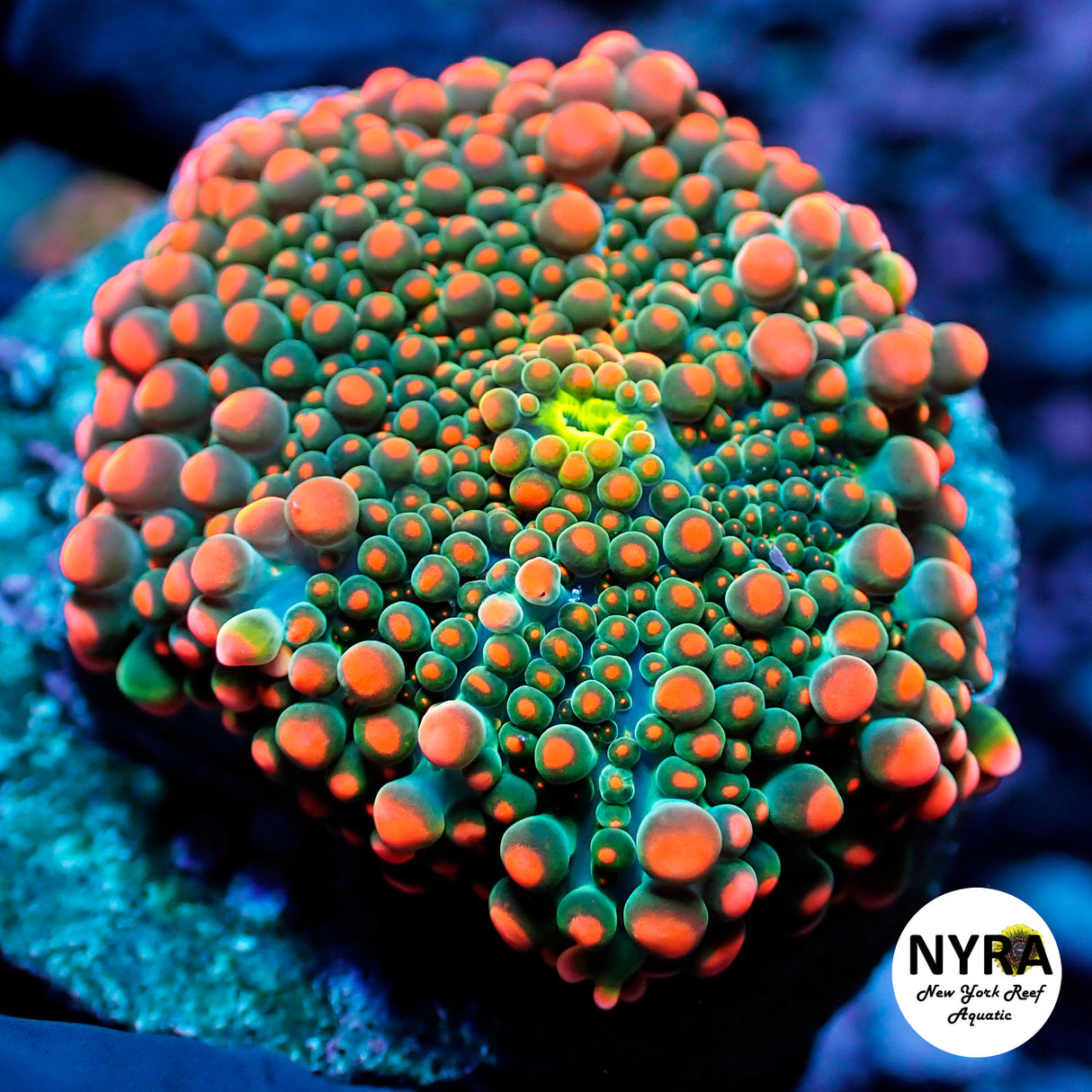 NYRA BabyZilla Mushroom 2in Large Size