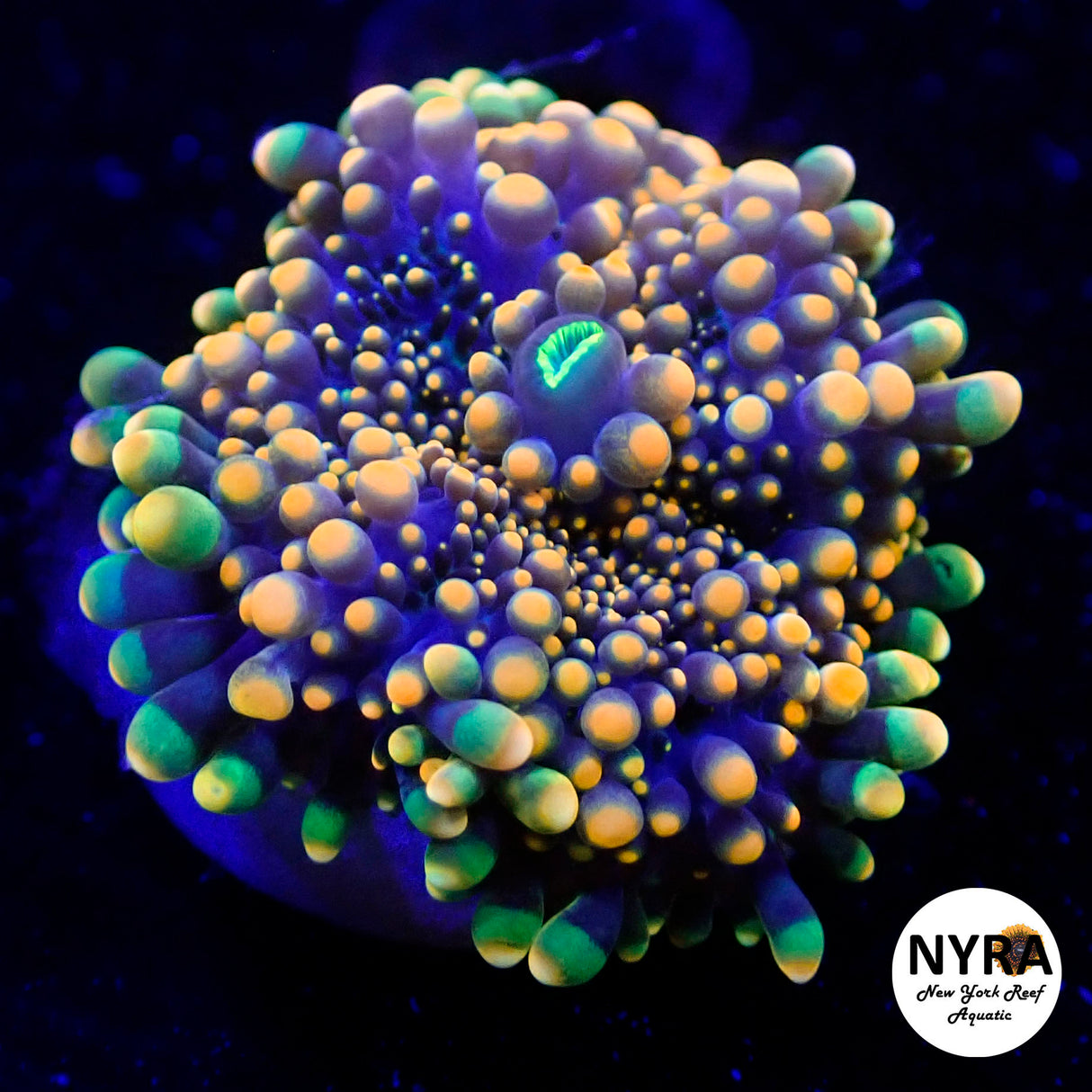 NYRA Babyzilla mushroom