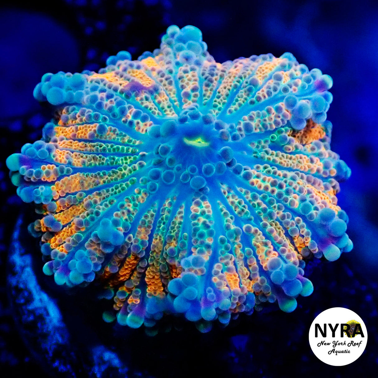 NYRA Berry Crush Yuma