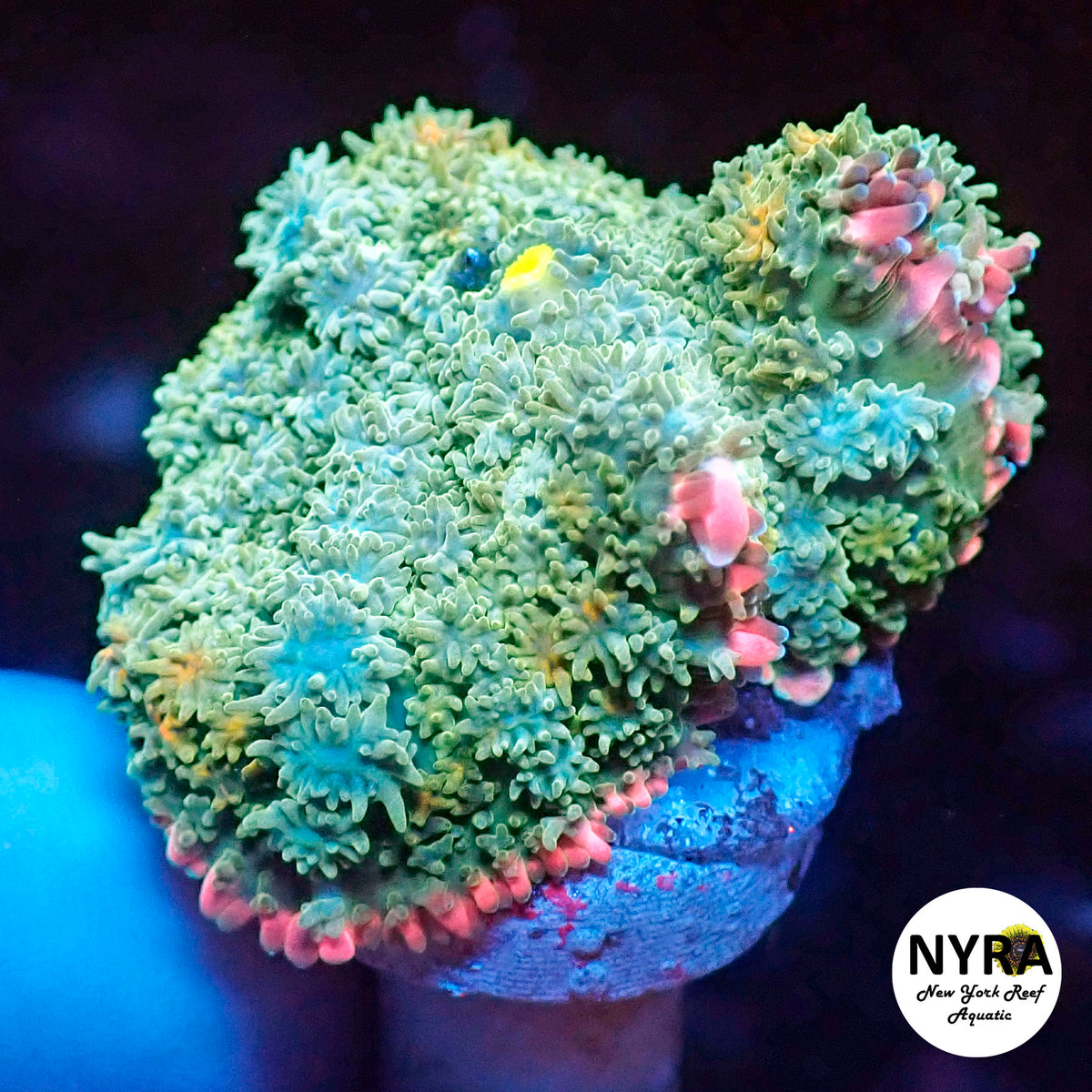 NYRA Big Planet Pin Cushion Bounce Mushroom (M)