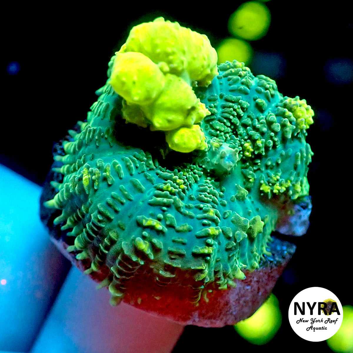 NYRA Biohazard Bounce Mushroom