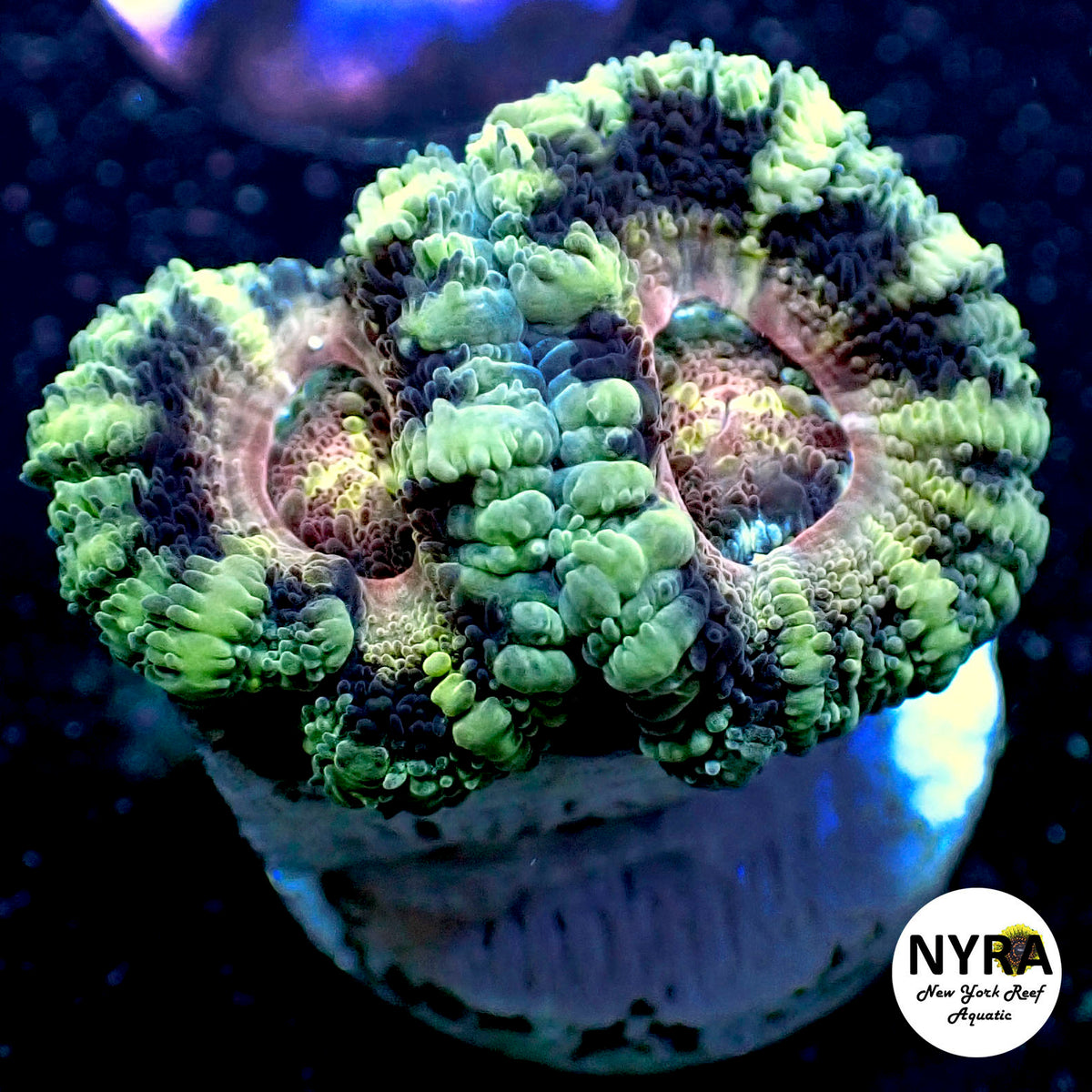 NYRA Blazing Sphinx Super Acan