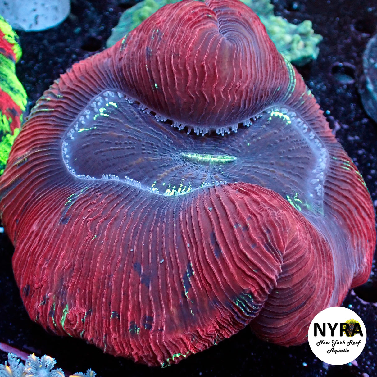 NYRA Bloodbath Trachy