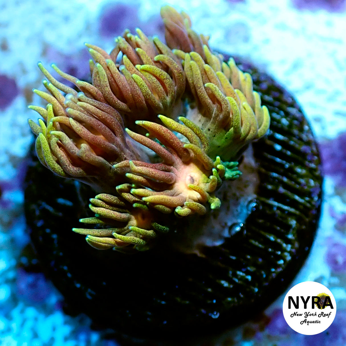 NYRA Bombay Fire Goni