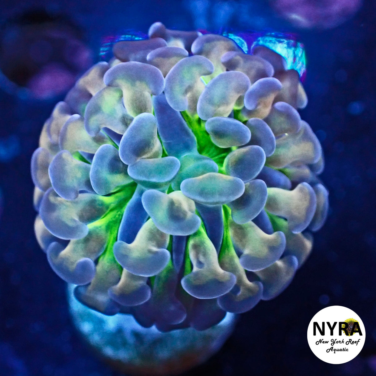 NYRA Casper Holo Hammer