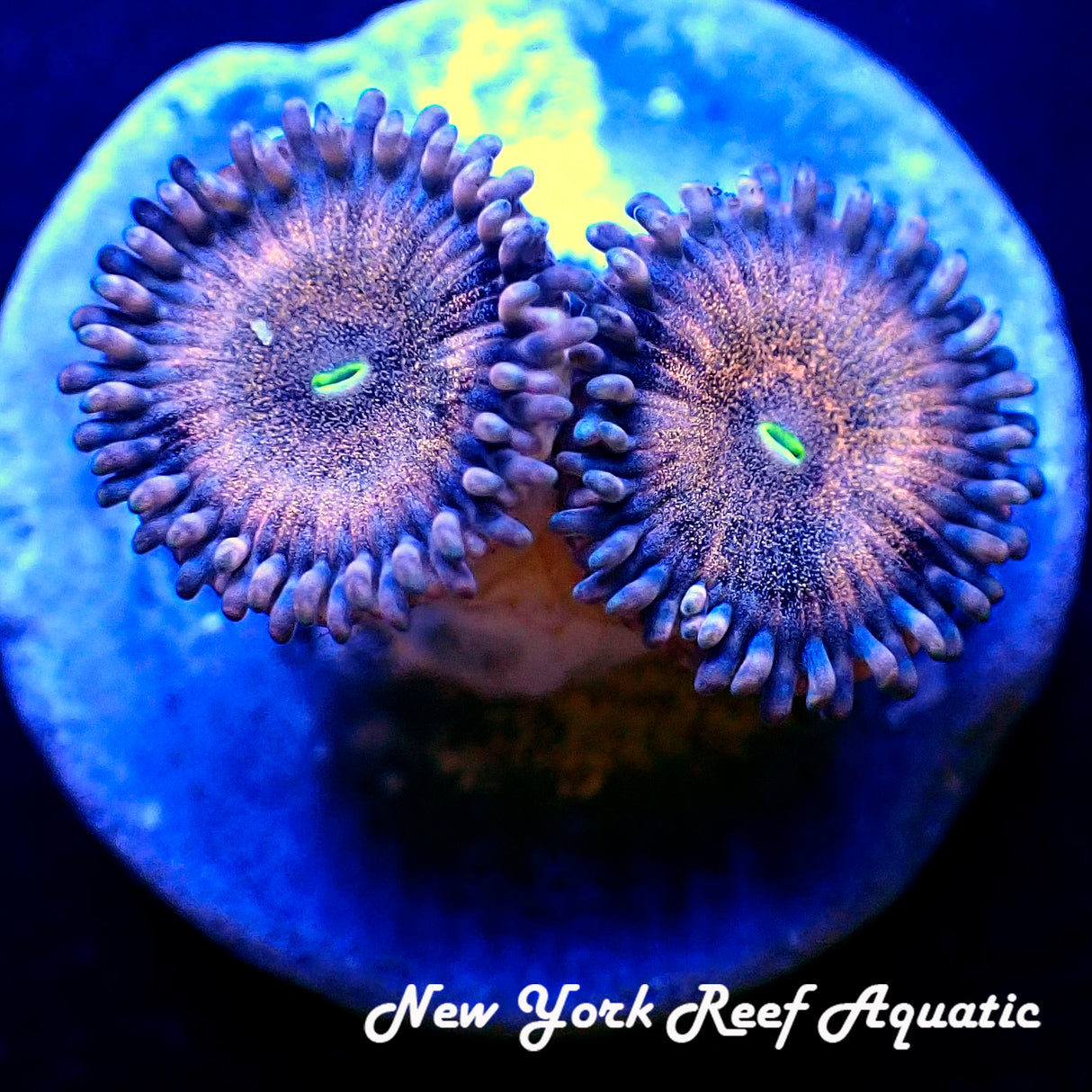 NYRA CatWalk Zoanthid