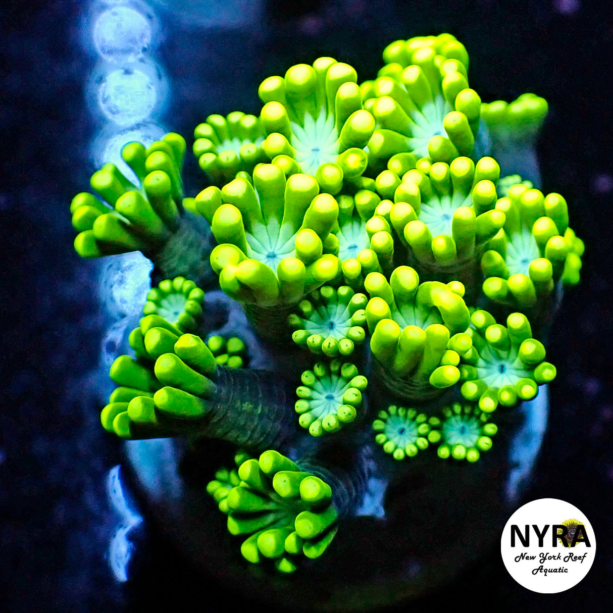 NYRA Cerulean Fire Alveopora