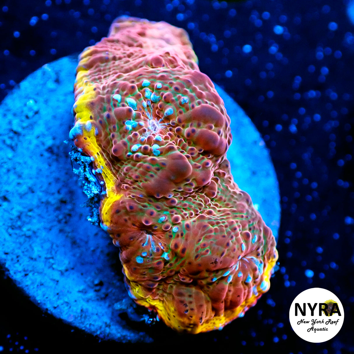 NYRA Chainsaw Chalice