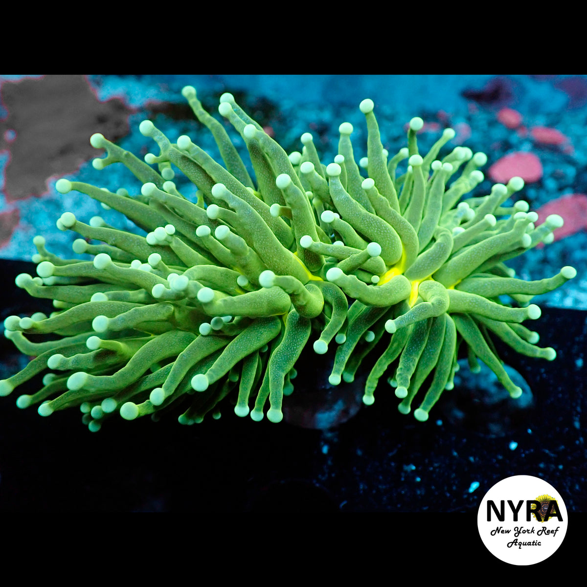 R10D4 NYRA Citric Acid Torch 2 Head