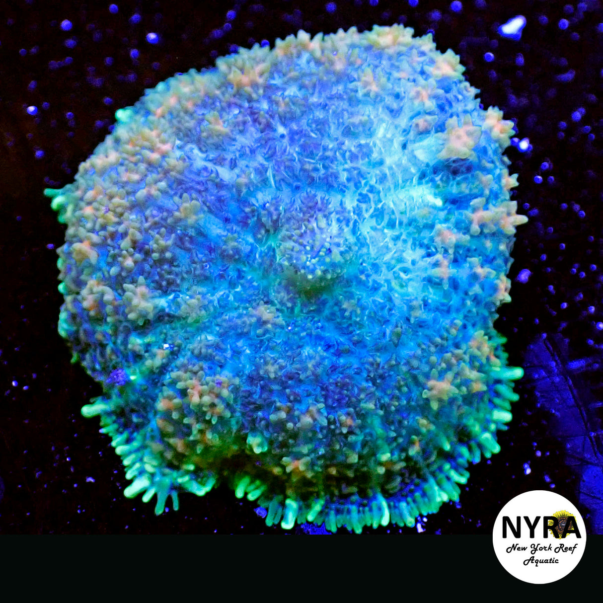 NYRA Comet Candy Mushroom