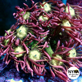 NYRA Cosmopolitan Goniopora