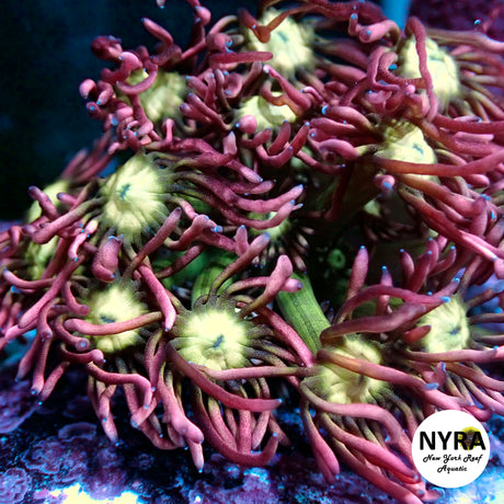 NYRA Cosmopolitan Goniopora