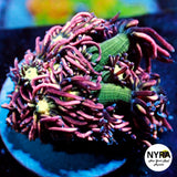 NYRA Cosmopolitan Goniopora
