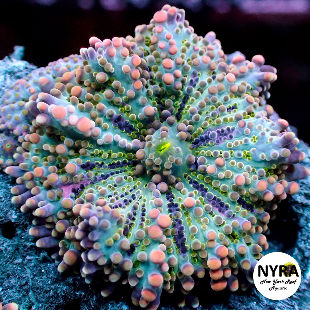 NYRA CryBaby Yuma (S)