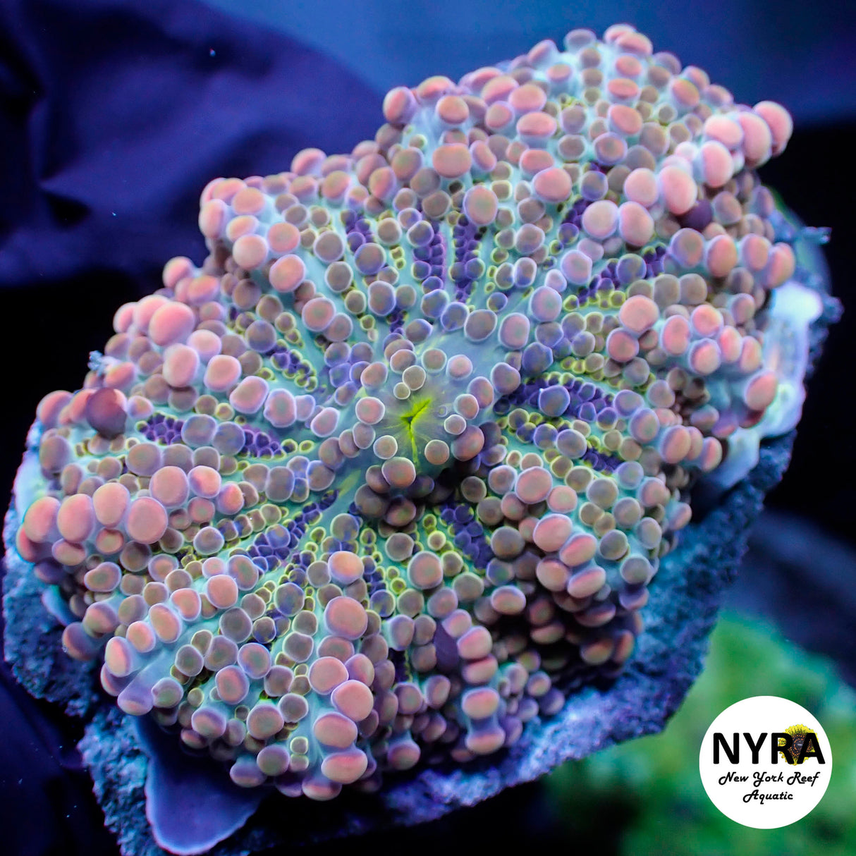 NYRA CryBaby Yuma (L)