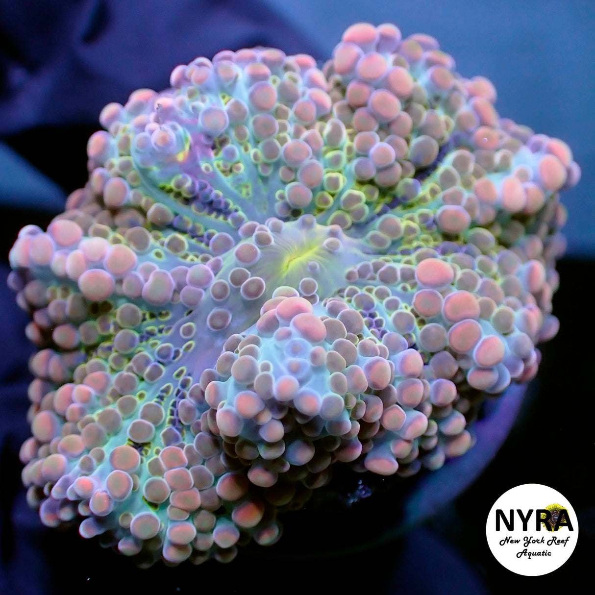 NYRA CryBaby Yuma (M)