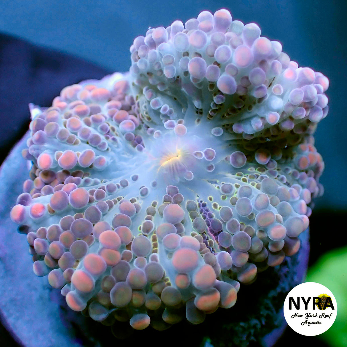 NYRA CryBaby Yuma (S) #2