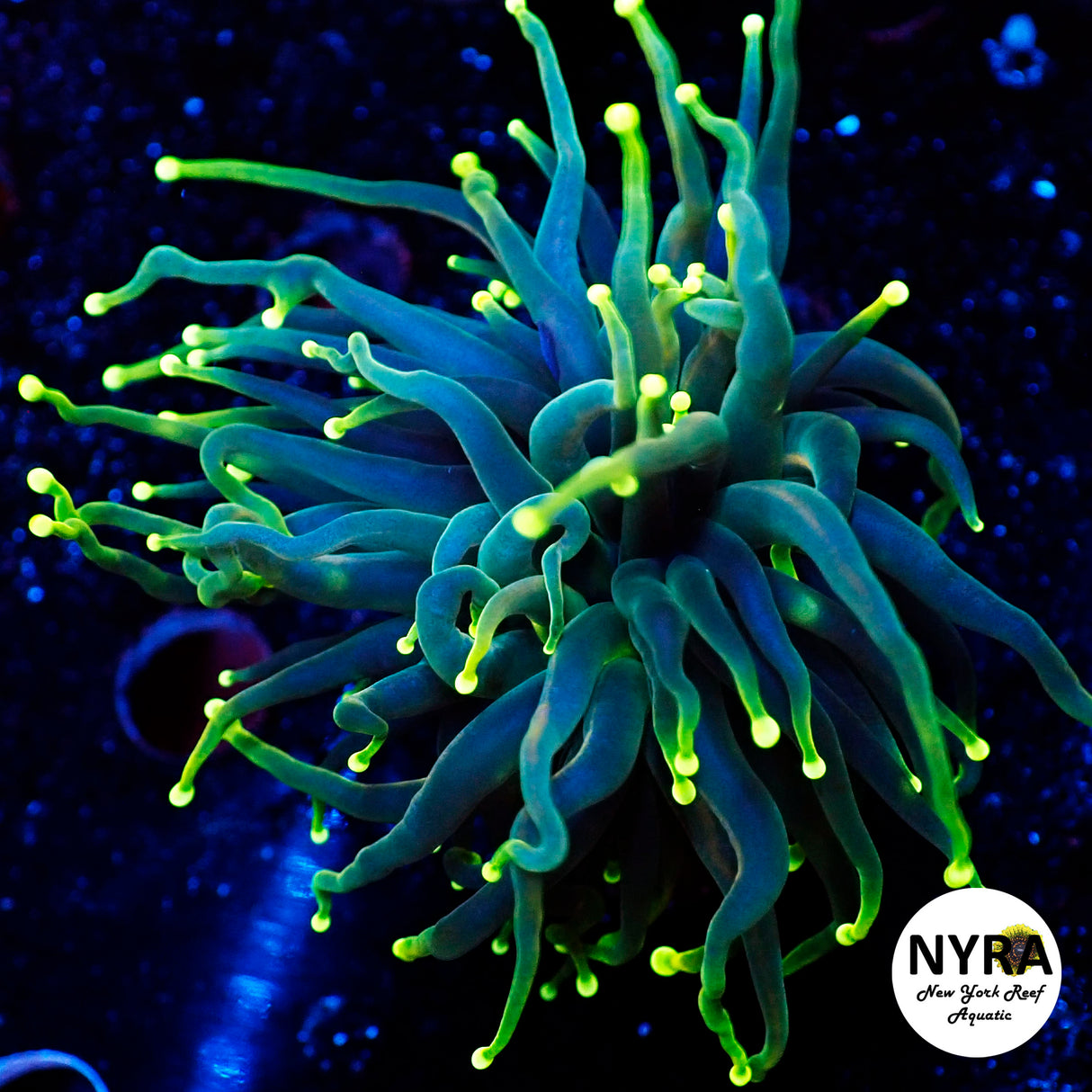 NYRA Crypt Creeper Torch