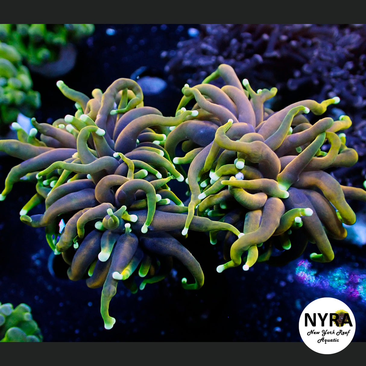 NYRA Blow Torch 1 Head