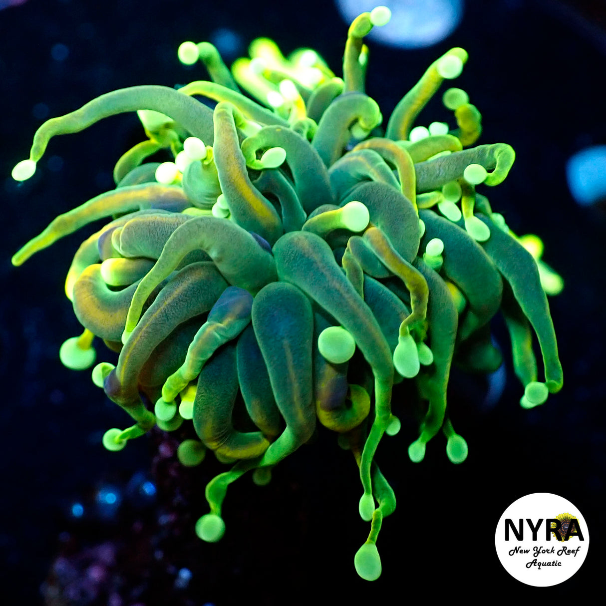 NYRA VIP HG White Tip Torch (Signature Black Label)