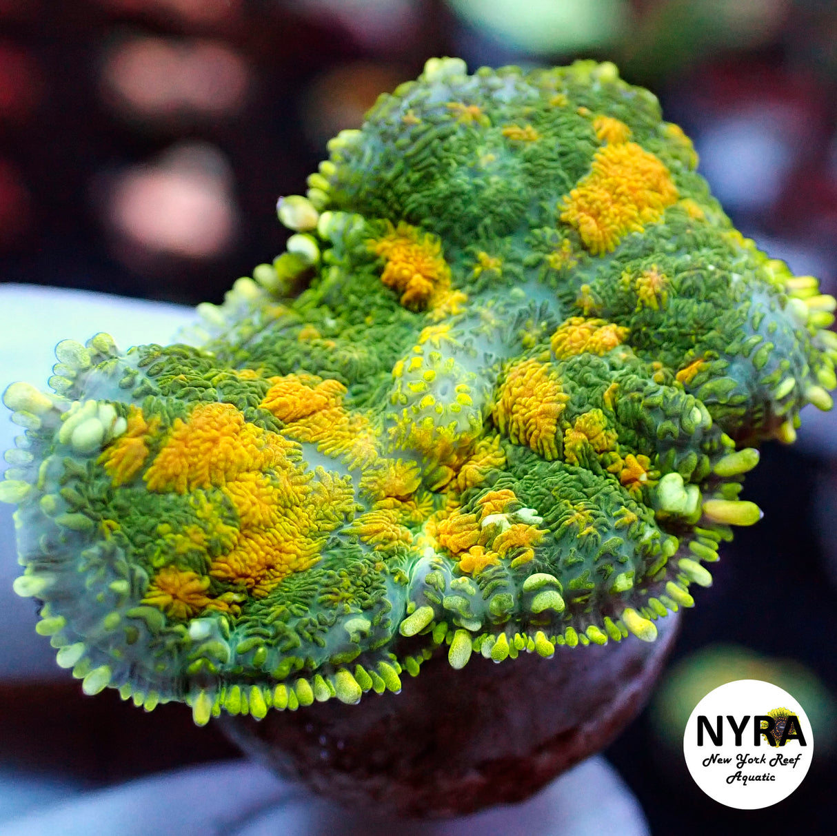 NYRA D Day Mushroom