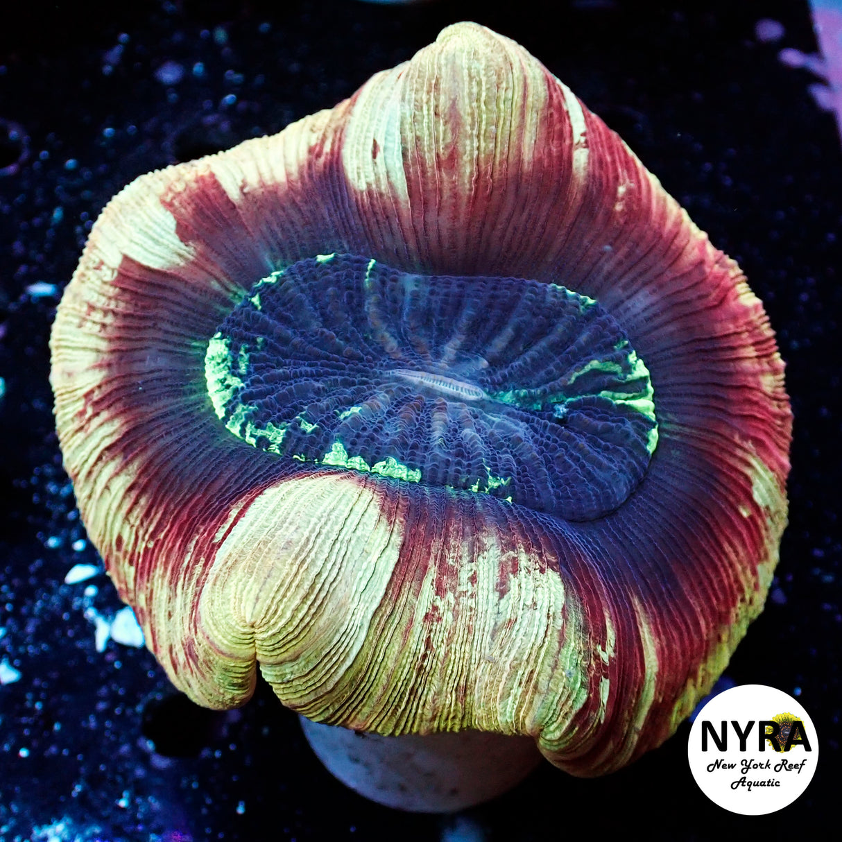 NYRA Daredevil Trachy