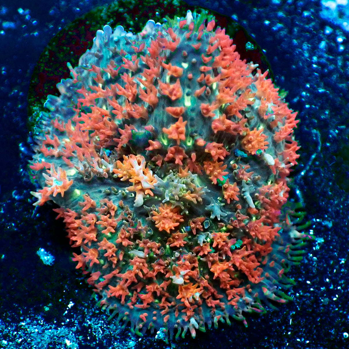 NYRA Deadlock Bounce Mushroom