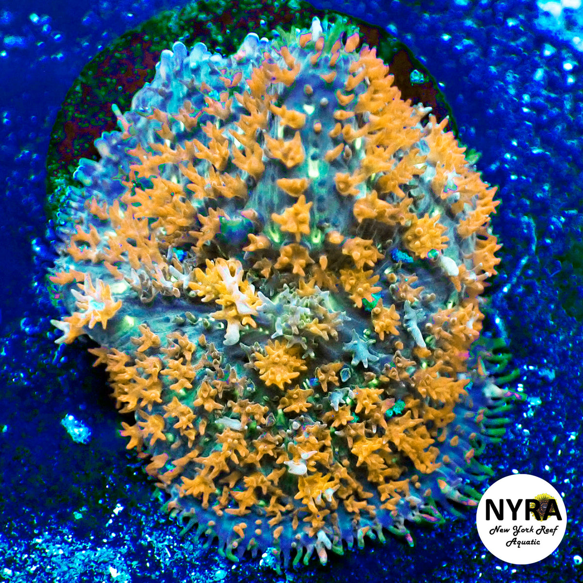 NYRA Deadlock Bounce Mushroom