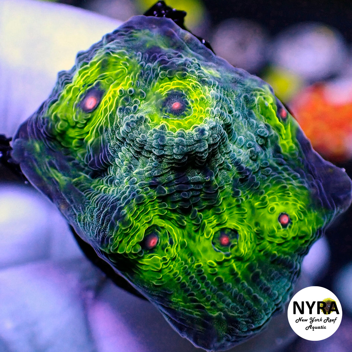 NYRA Death Canyon Chalice