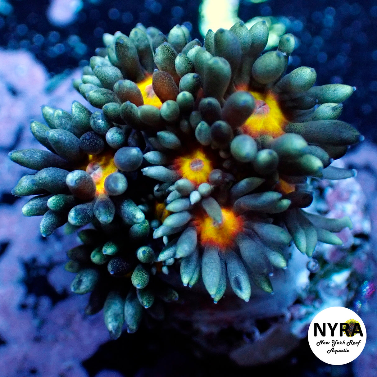 NYRA Delirious Goniopora