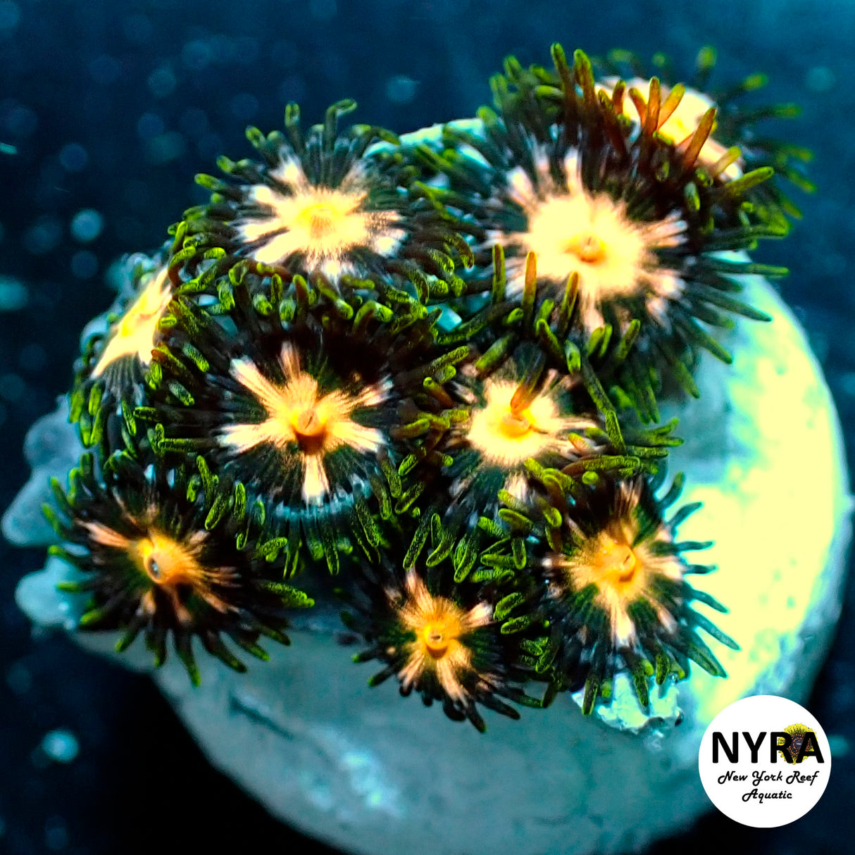 NYRA Delulu Zoanthid