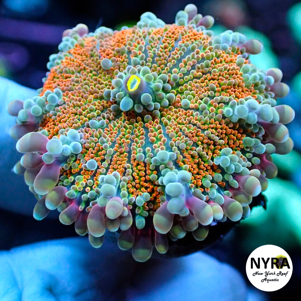 NYRA Dragonball Yuma