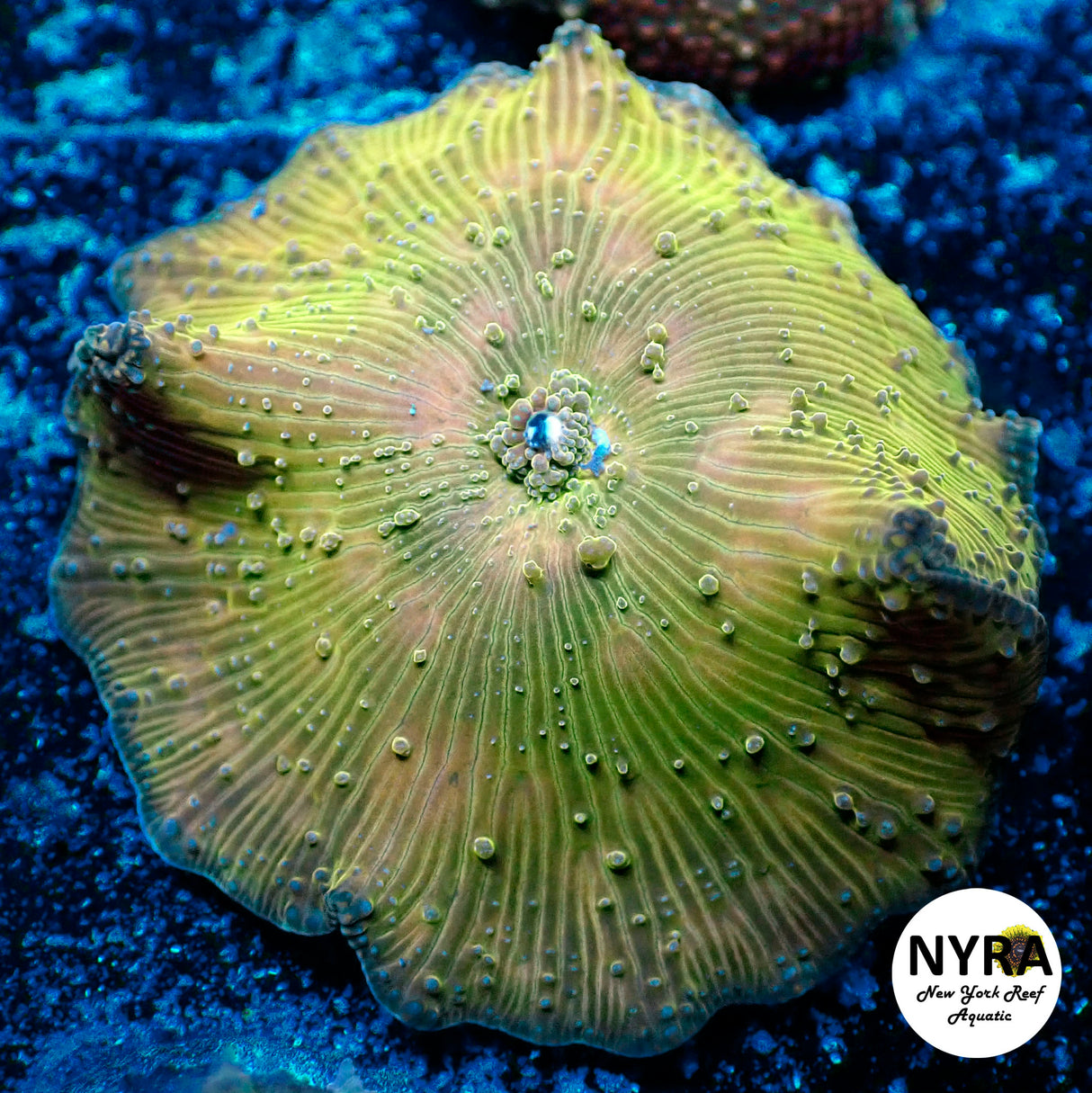 NYRA El Dorado Disco Mushroom