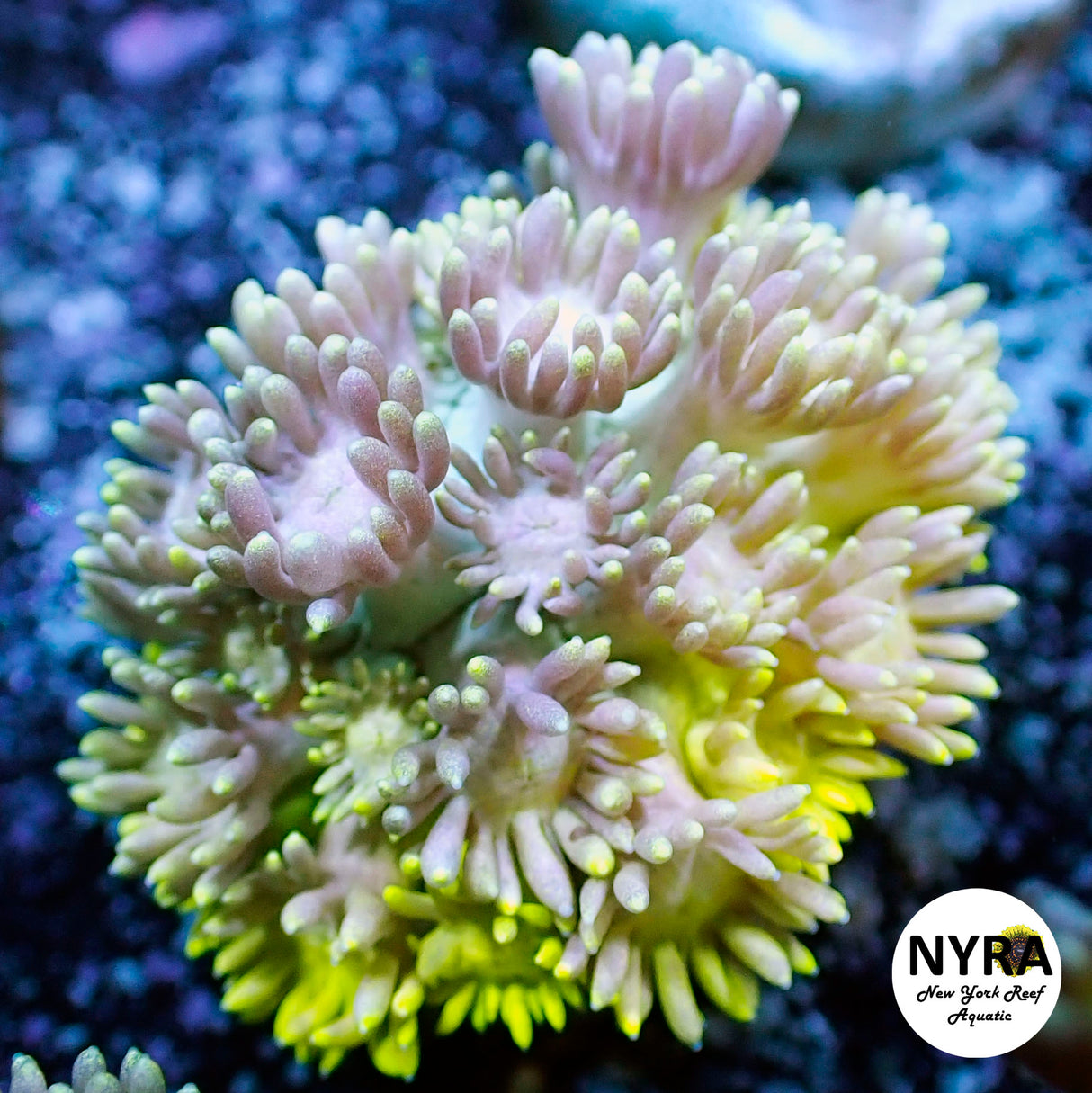 NYRA Eternal Light Goniopora