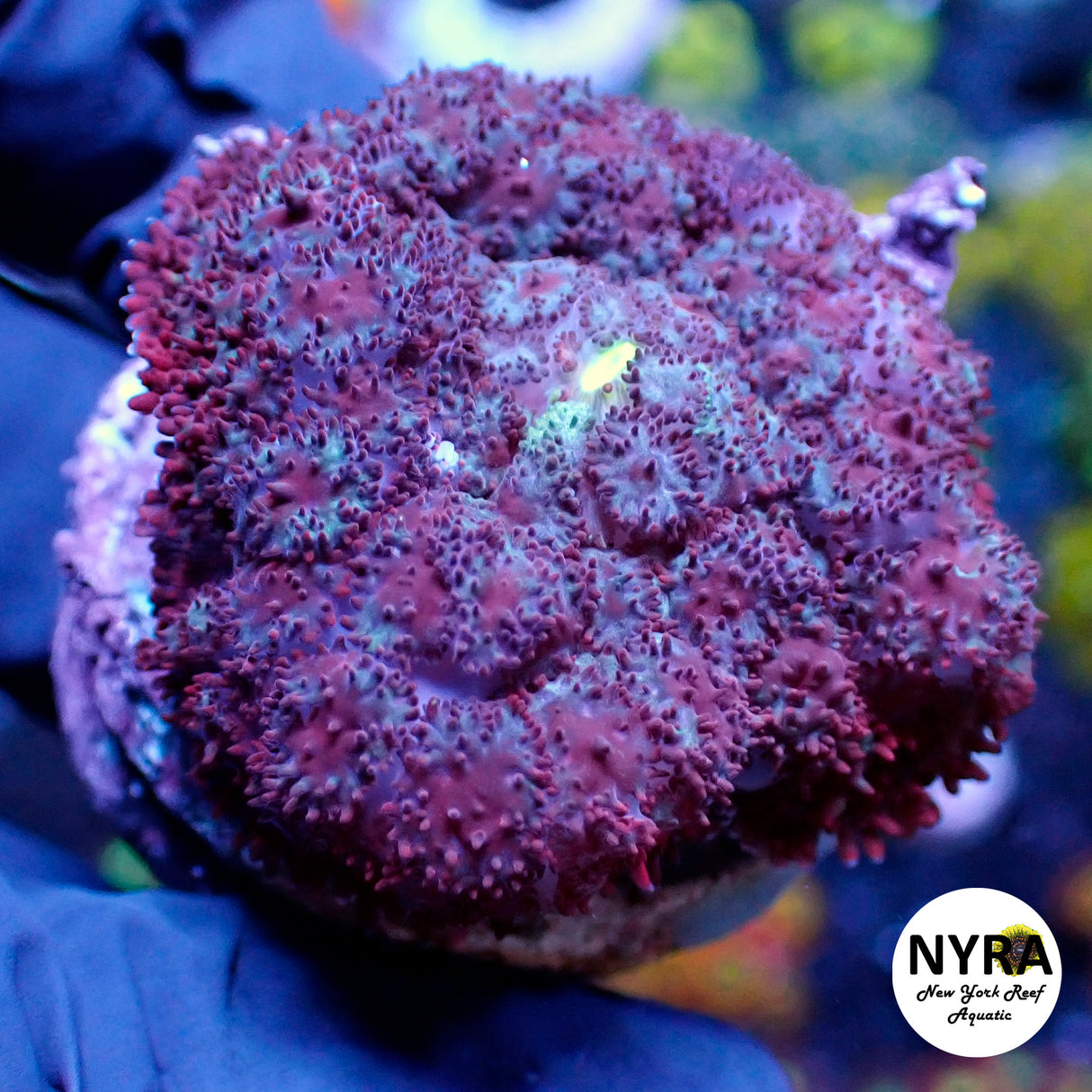 NYRA Evolution Mushroom 2in Large Size (Rare)