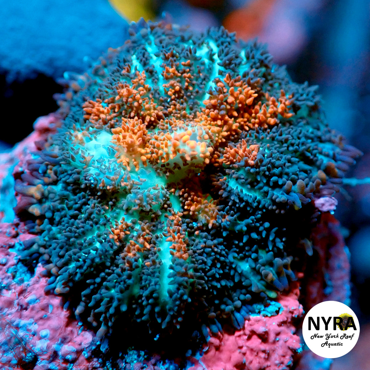 NYRA Excelsior Bounce Mushroom