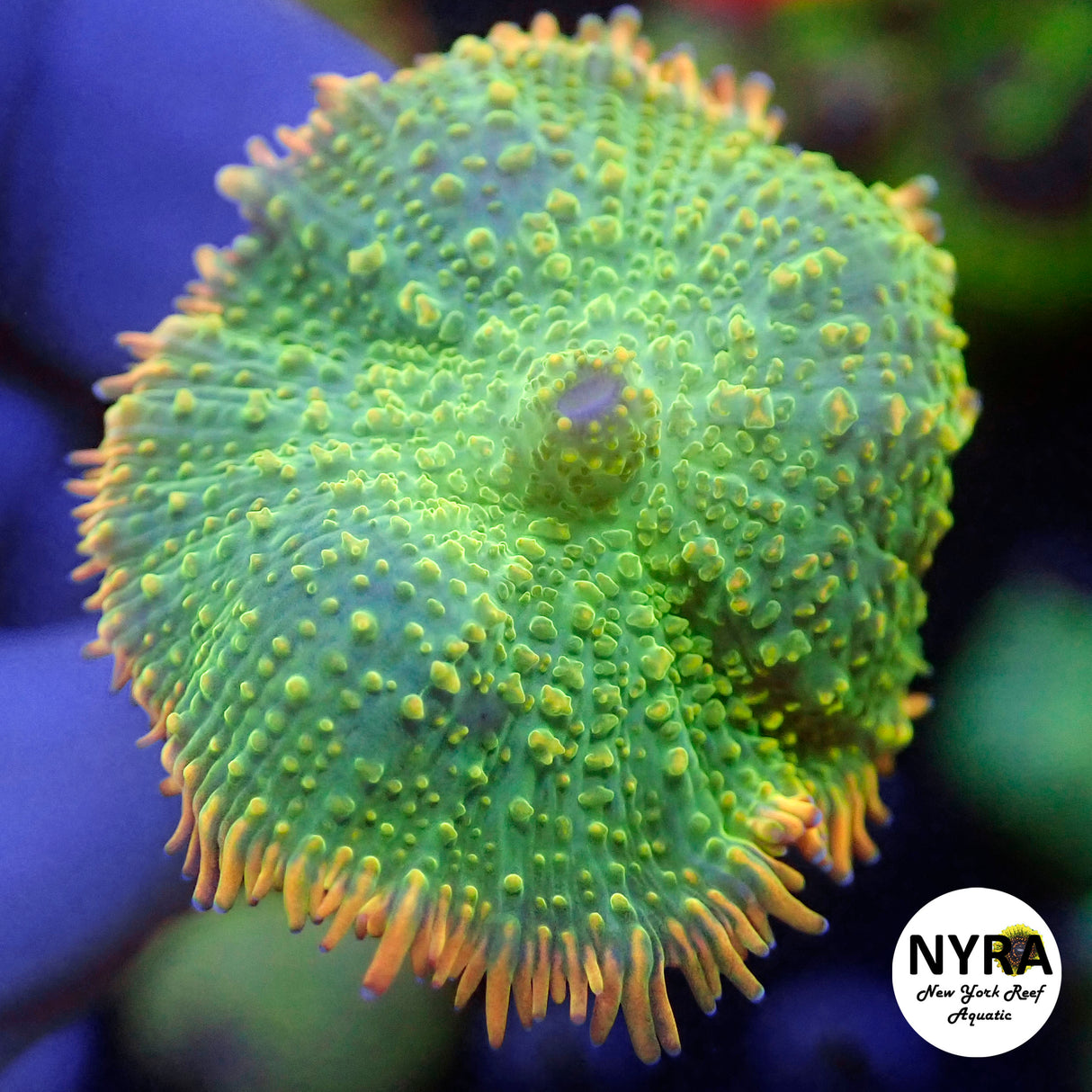 NYRA Fantasmic Mushroom