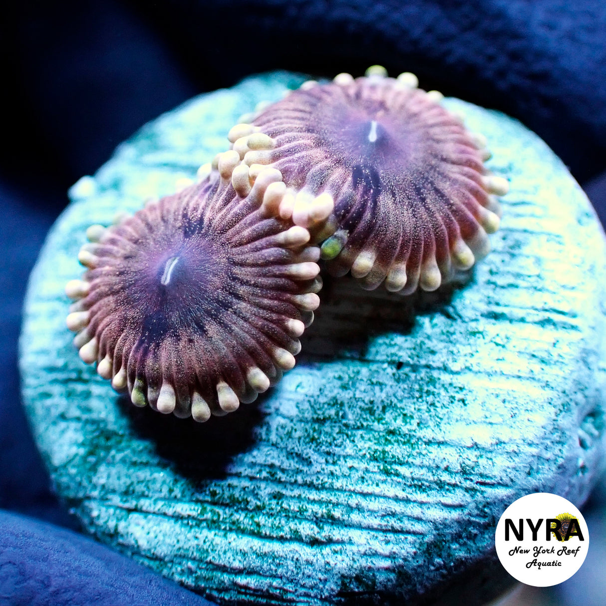 NYRA FinerWine Zoanthid 1-2 Polyp Frag
